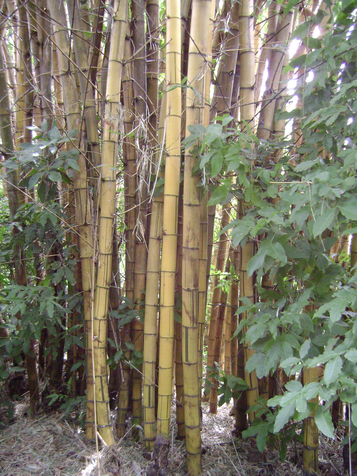 [DSC00009.JPG]