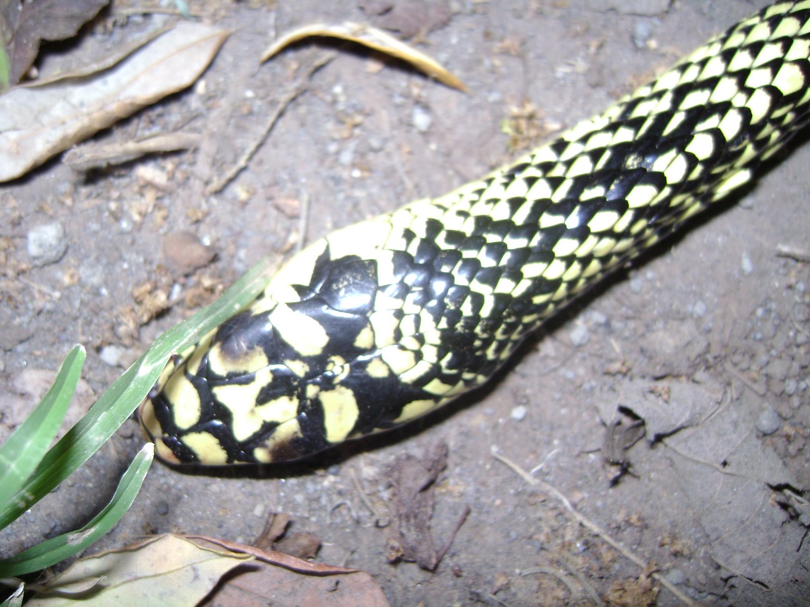 [DSC00016.JPG]
