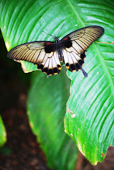 Butterfly House - Thames