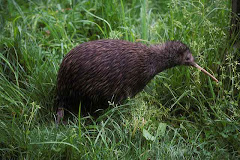 Brown Kiwi