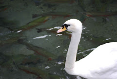 Swan and rainbow trout at Rainbow Springs