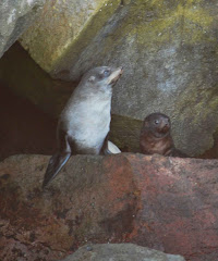 Fur seal mother and pup off Whale Island