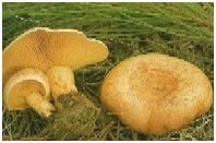seta comestible niscalo