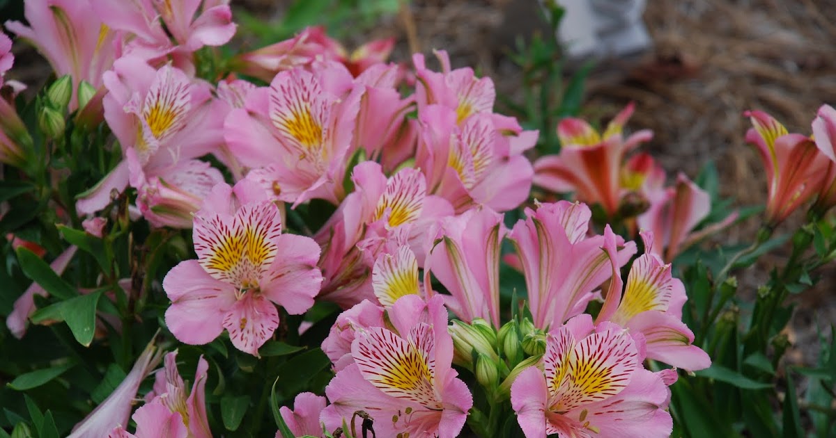What grows there? Princess Lilies Perennial in Zone 6
