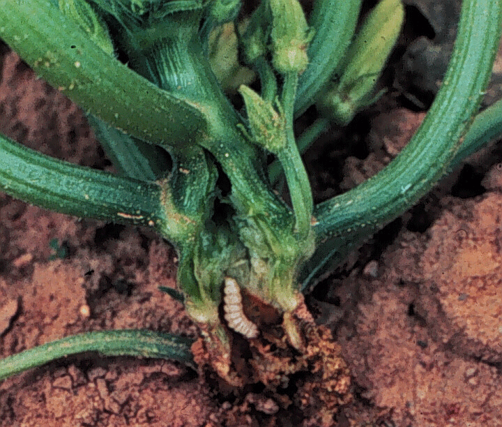 Squash Vine Borer What Grows There Hugh Conlon, Horticulturalist