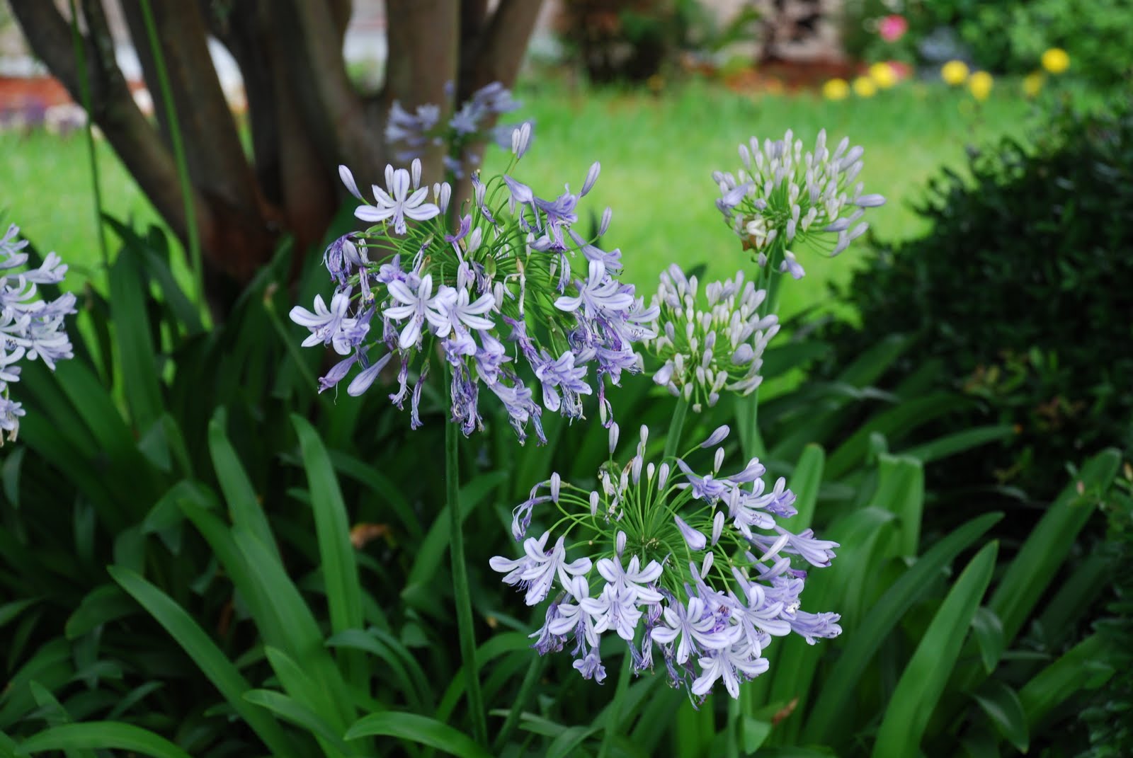 Agapanthus Hardiness Issues What Grows There Hugh Conlon