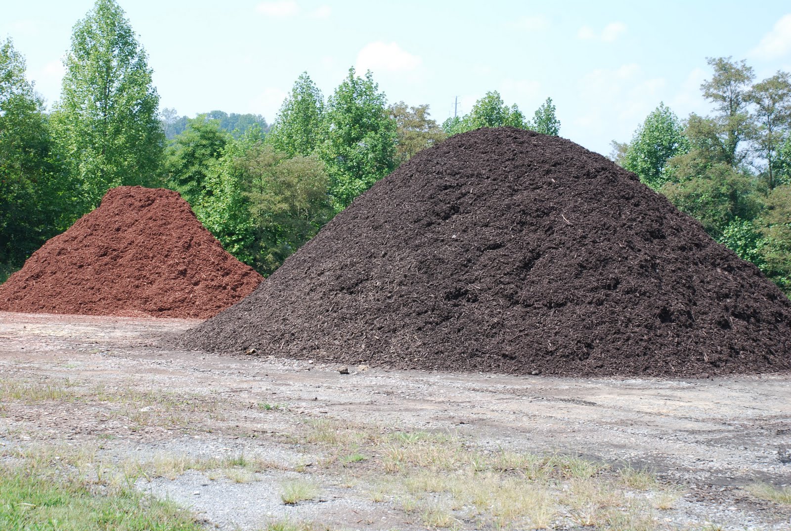 What grows there? Mulching Not Always a Good Practice