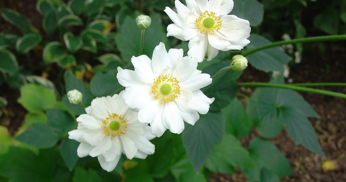 What grows there? Fall Blooming Perennials