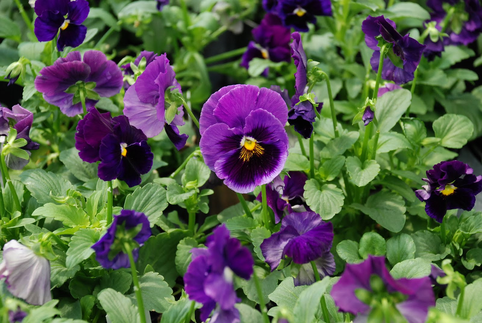 What grows there? Fall Planting Deadline for Pansies and Violas