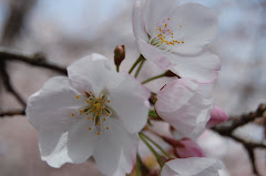 Cherry Blossom