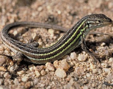 lagartijas lagartija curiosidades