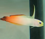 red firefish goby