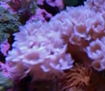 nano reef tank