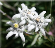 Edelweiss