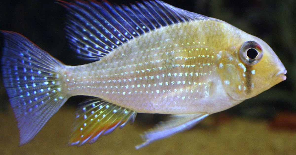 AquaticDawn Threadfin Acara, Acarichthys heckelii