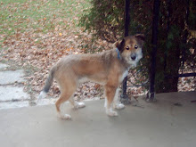 Bandit