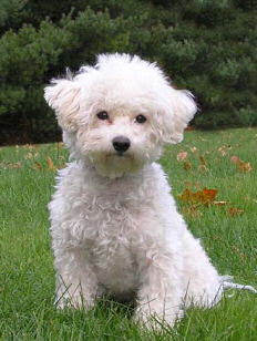 Funny Bichon Frise