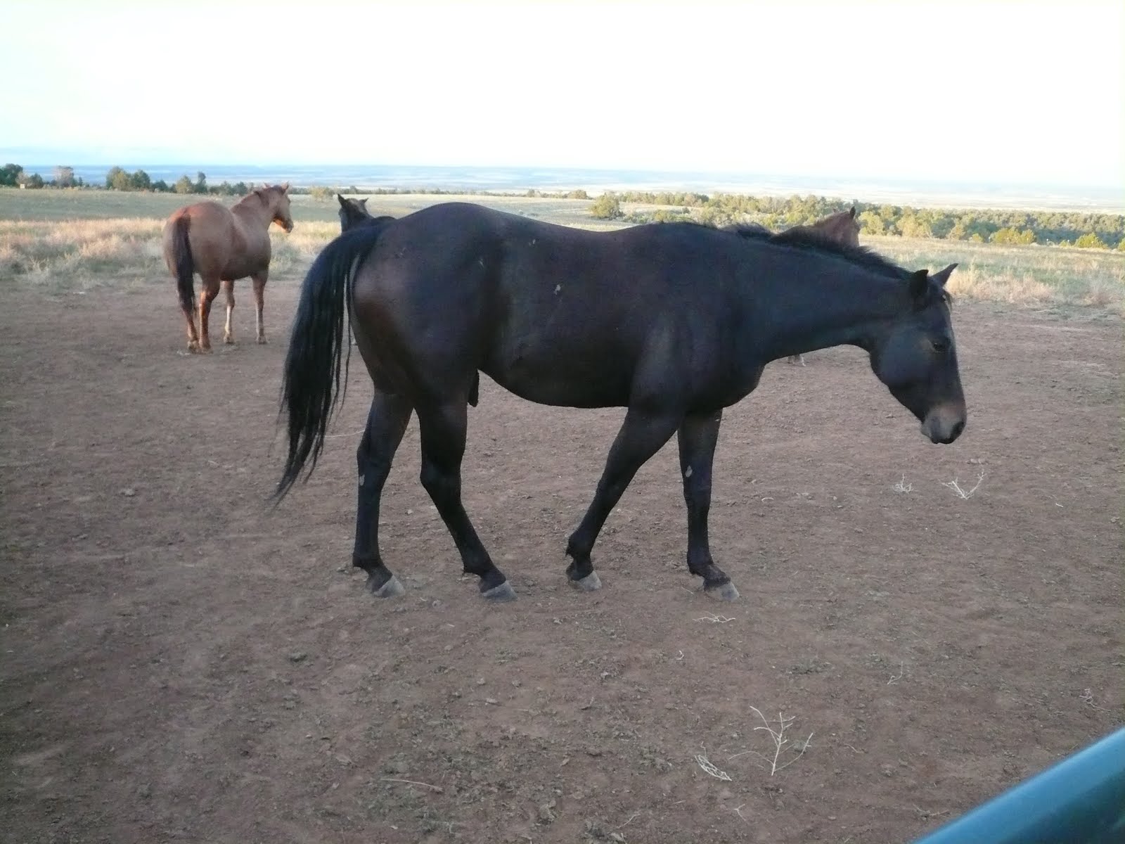 Mack Quarter Horses TBars Driftwood 2007 Gelding