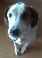 Scrooge the walker hound blogger