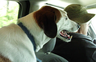 Scrooge the Walker Hound