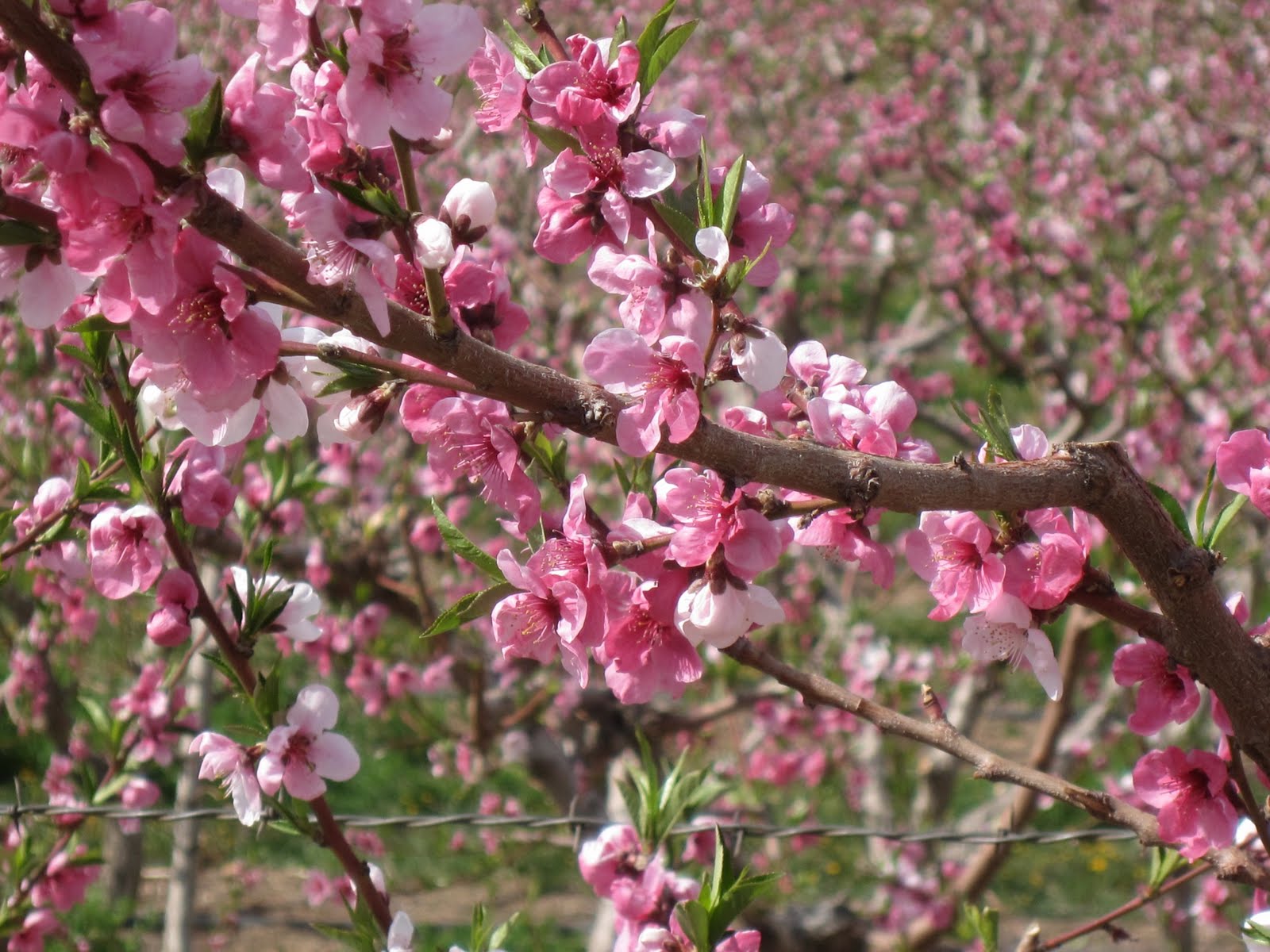 bigblueglobe Fruit Blossoms