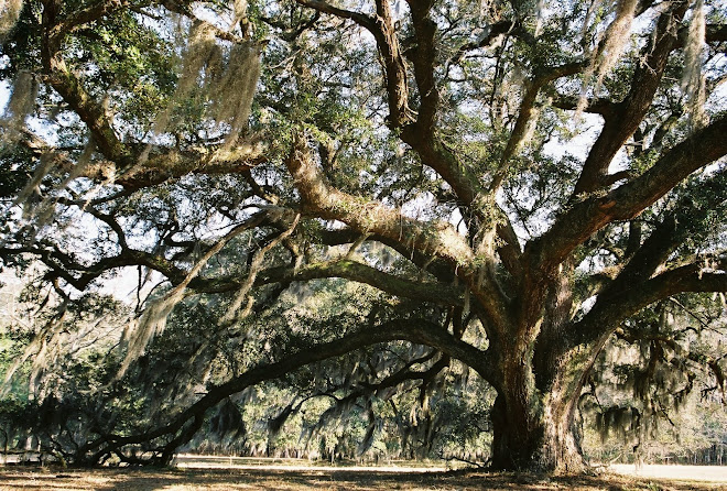 Hampton Plantation