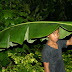 Tradisi di Lembar-Lembar Daun Pisang