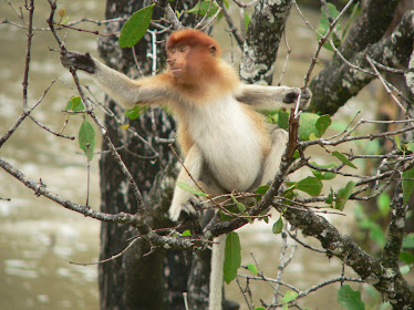 BEKANTAN DI HUTAN BAKAU