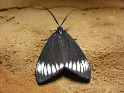 [moths+2.jpg]