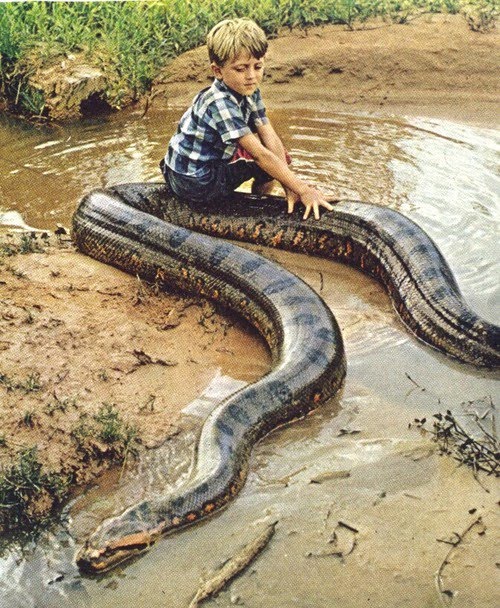 Imágenes de niños con anacondas y pitones!!! Imágenes de niños con anacondas y pitones!!!