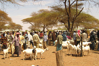 livestock marketing society of kenya