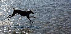 Dog Beach Fun.