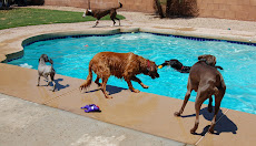 Swimming with friends.