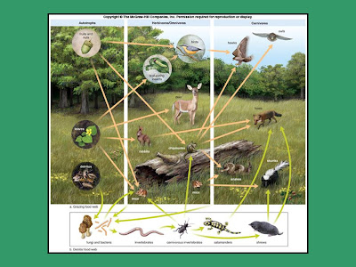 food chain humans. A food chain is the order by