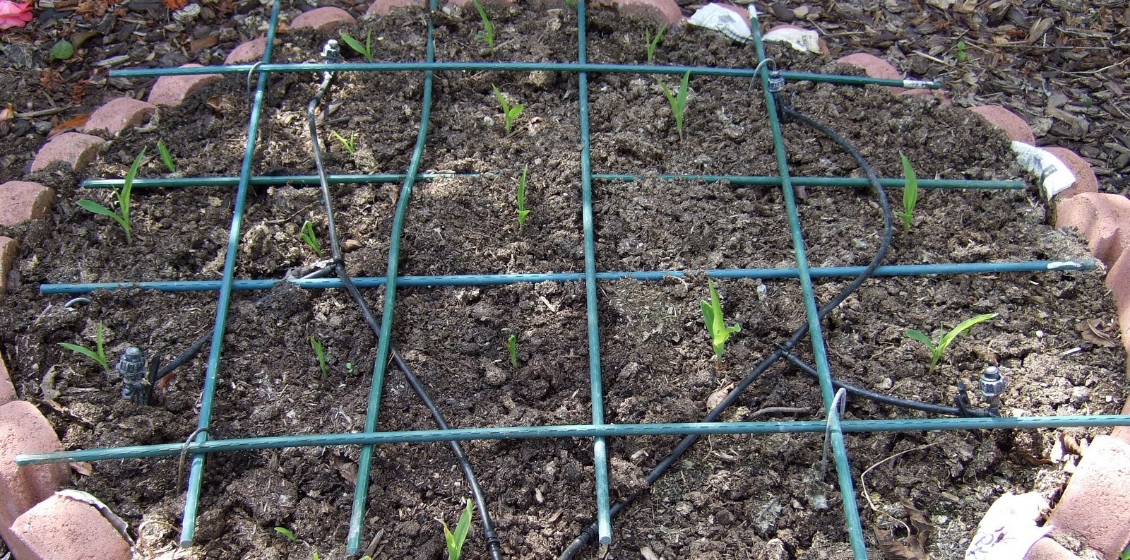 Sweet Corn Seedlings