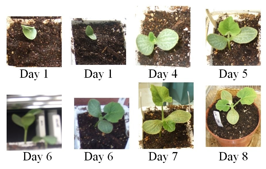 My Southern California Vegetable Garden Fast Growing Winter Melon Seedling