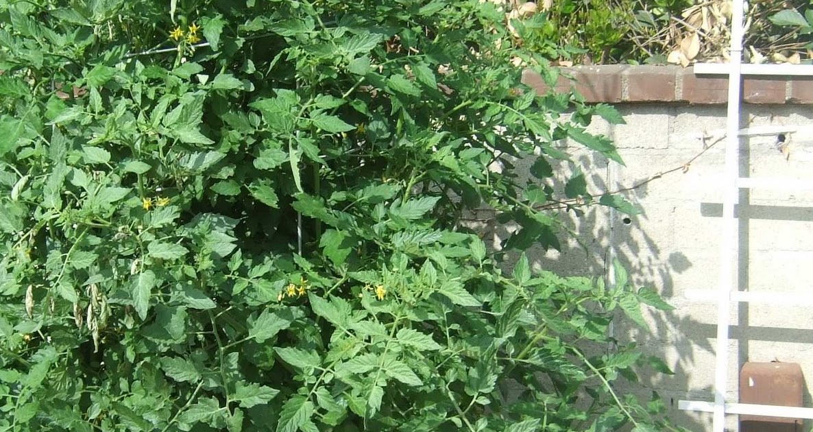 My Southern California Vegetable Garden: Pruning Cherry Tomato Plants