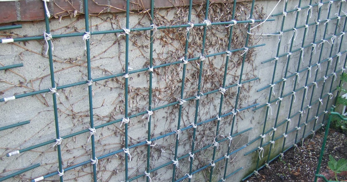 My Southern California Vegetable Garden Trellis and Vertical Gardening