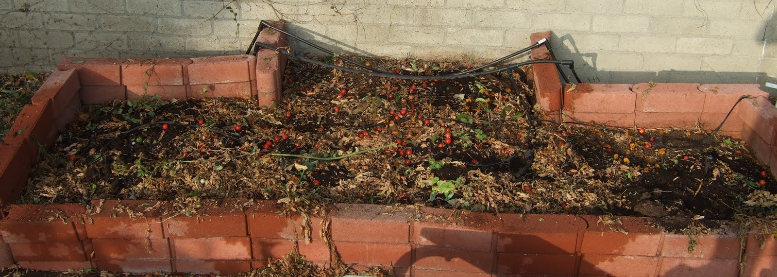 My Southern California Vegetable Garden Fertilizing the Cherry Tomato