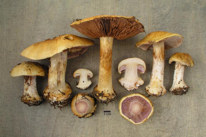 [cortinarius.jpg]