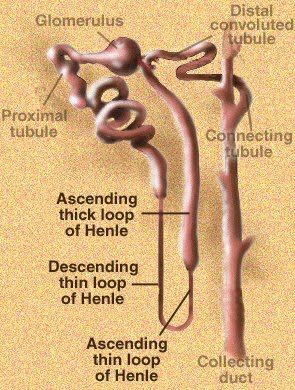 [nephron.jpg]