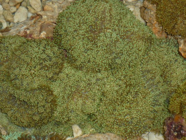 Green Knobby or berrylike coral