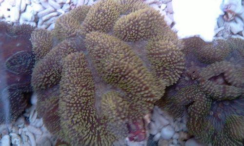 nice coral