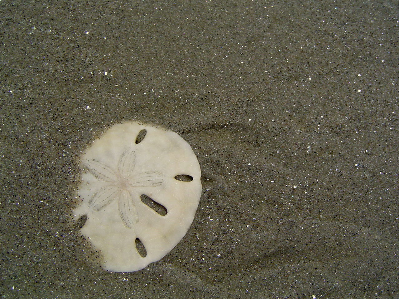 [ilha+comprida+150.JPG]