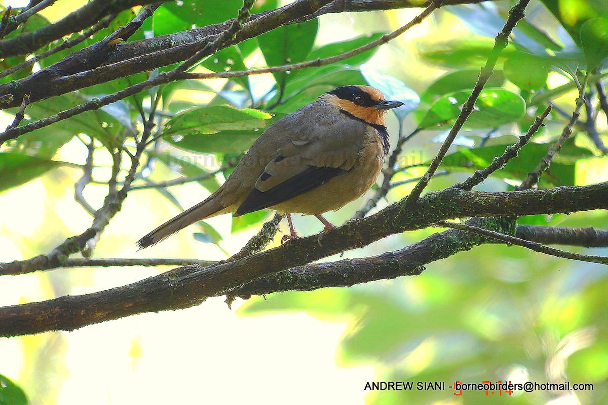 Borneo Avifauna FRUITHUNTER Chlamydochaera jefferyi