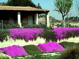 Jardín de Cactus