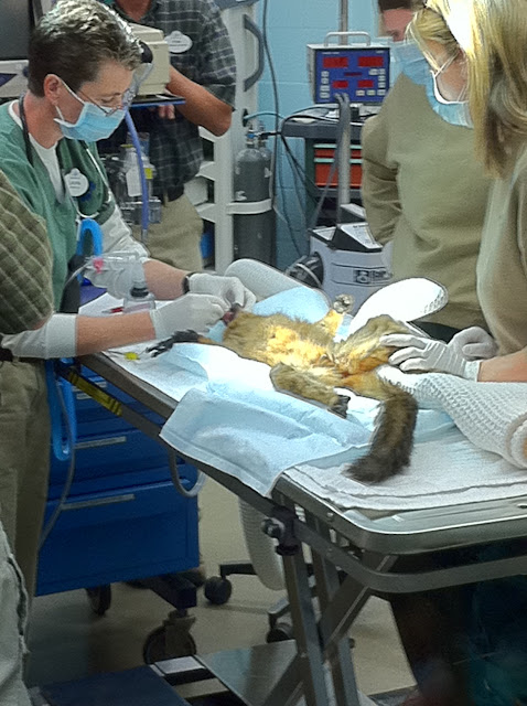 Disney Animal Kingdom Veterinary Hospital (Video and Pictures of a