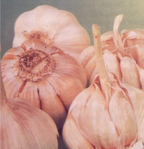 Minyak Atsiri Bawang Putih bawang putih allium sativum l lansida Minyak Atsiri Bawang Putih bawang putih allium sativum l lansida