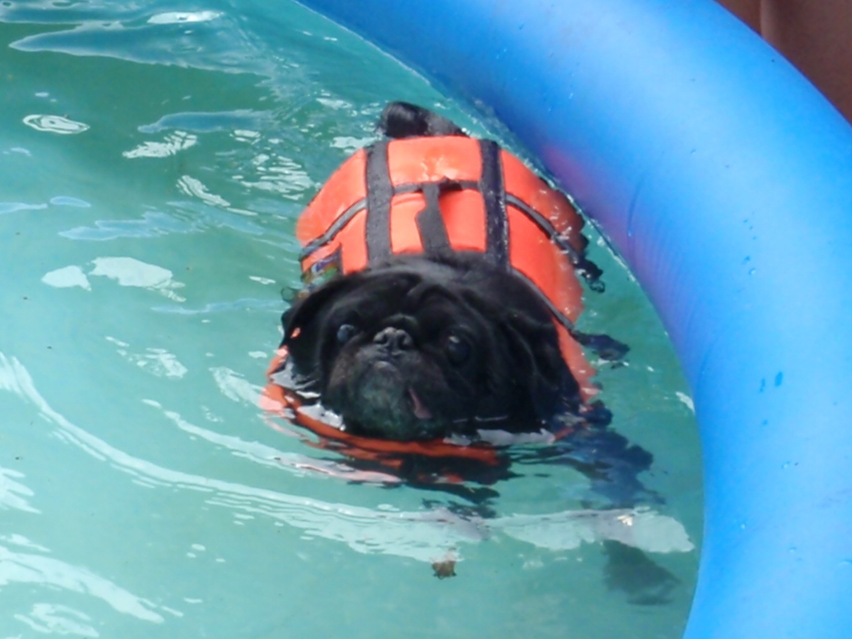 Pug Swimming