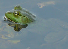 Frog. (Click me.)